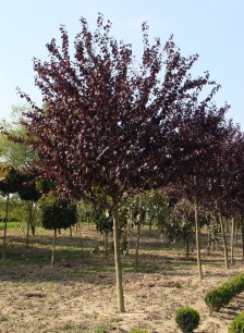 prunus-cerasifera-nigra-globossum